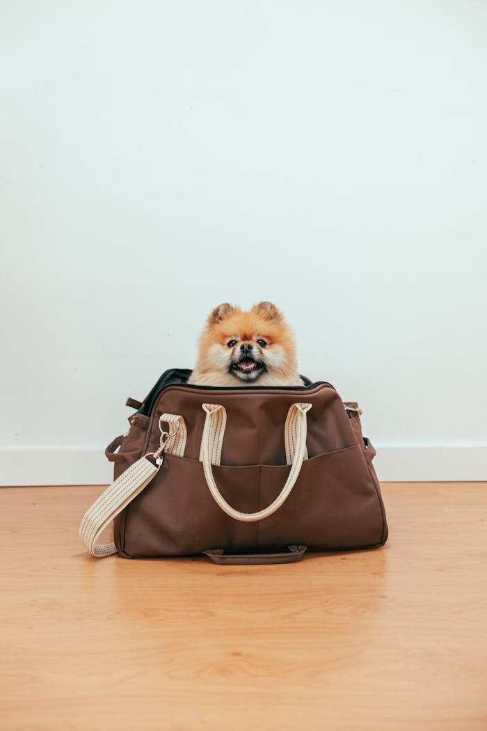 Cute Pomeranian puppy peeking out from a brown travel bag on a wooden floor indoors.